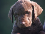 Tim 6,5 week